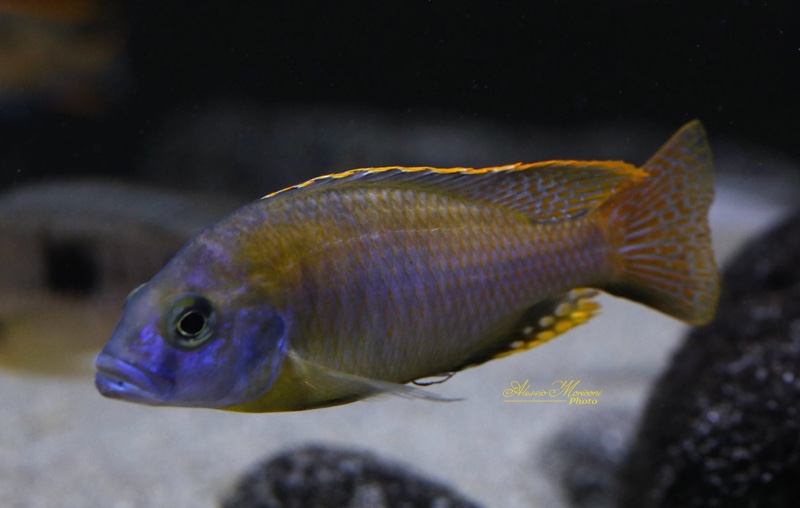 Naevochromis chrysogaster